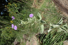 Vernonia albicans